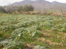 إعداد 1400 عقد إمتياز للأراضي الفلاحية بعين تموشنت