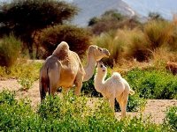 La réduction des aires de pacage menace le développement du cheptel camelin à Tindouf