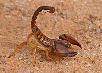 Ghardaïa / Piqûres de scorpions Plus de 2 700 victimes en 2012