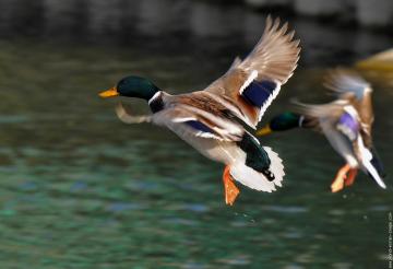 إطلاق 200 نوع من طائر 