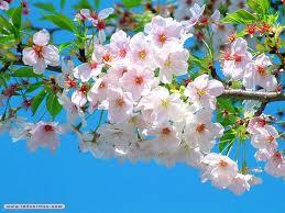 اليك يا جزائري