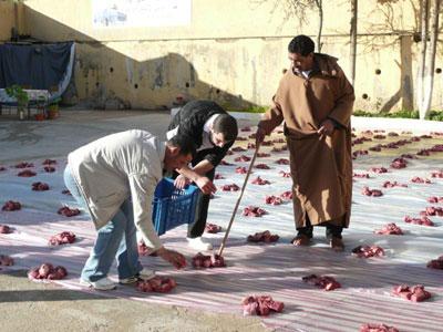 «Ennafka», une tradition spécifique à la région de Mila Mawlid Ennabaoui