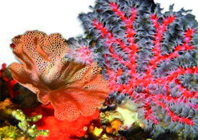 Les trafiquants de corail activent dans la discrétion à l'est (1re partie)