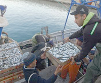 Annaba / La protesta a duré près d'un mois Les pêcheurs reprennent le large