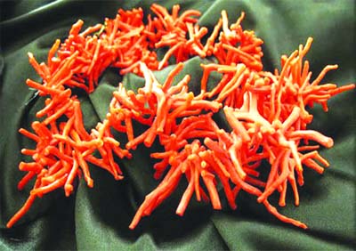 Les trafiquants de corail activent dans la discrétion à l'est (2e partie)