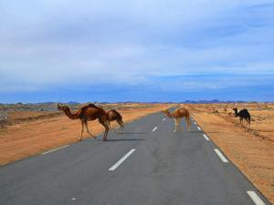 Le projet de la route transsaharienne freiné par l'instabilité au Mali
