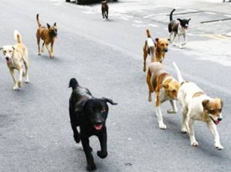 Les chiens errants ont bon dos Une problématique posée à Mila comme ailleurs