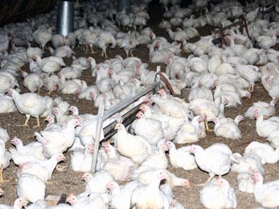 Les aviculteurs travaillent sous pressions multiples à Tizi Ouzou La viande blanche se fait toujours désirer