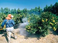 Oran Alerte aux pesticides périmés !