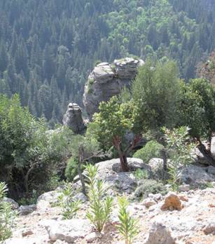 Environnement : Tlemcen abritera la semaine forestière méditerranéenne Tlemcen : les autres articles