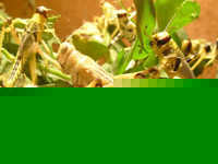 Béchar Activation du dispositif de lutte antiacridienne