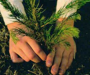 غرس 1000 شجيرة بولاية عين الدفلى