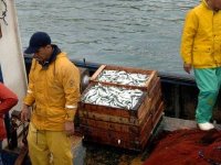 La pêche dans la wilaya de Chlef, un potentiel sous exploité