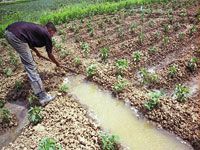 menacés d'expulsion de leurs exploitations à BISKRA Des agriculteurs dénoncent l'engrenage administratif