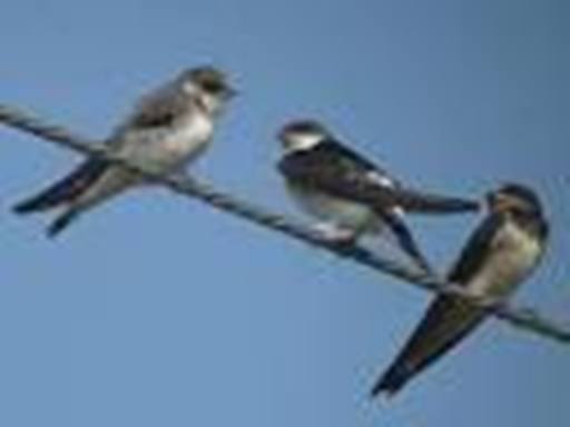 Les hirondelles arrivent au printemps