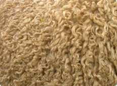 سيدي بلعباس: أطنان من الصوف تسوق نحو ولايات الشرق الجزائري