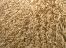 سيدي بلعباس: أطنان من الصوف تسوق نحو ولايات الشرق الجزائري