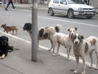 Médéa Campagne d'abattage des chiens errants