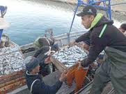 Ports de Dellys et Zemmouri dans la wilaya de Boumerdès : La saison de pêche en surface, thème d'une campagne de sensibilisation