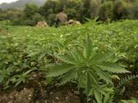 درك أدرار يحجز 2721 نبتة أفيون و347 نبتة للقنب الهندي.. أم وابنها يحولان مسكنهما إلى مزرعة لإنتاج القنب الهندي والخشخاش المنوم