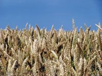 Colloque sur le blé dur à Annaba L'expérience française pour améliorer les rendements