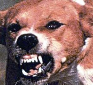 كلب مسعور يعض 10 أشخاص بتيارت