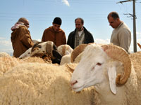 كانت تزرع الرعب في المناطق الغربية للولاية.. الإطاحة بعصابة سارقي المواشي بالمدية