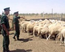 تفكيك شبكة مختصة في سرقة المواشي بذراع سمار بالمدية