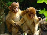 TIZI-OUZOU : 70 jeunes engagés pour éloigner les singes magots des vergers et des potagers
