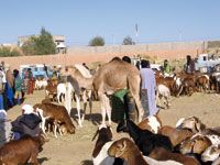 Développement du troc frontalier en Algérie Une perspective compromise par l'obsolescence des lois