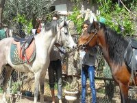 Des contraintes risquent d'hypothéquer le développement de l'élevage équin à Laghouat