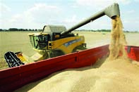 60% de la production constitués de blé dur CONSTANTINE, Prochaine récolte céréalière