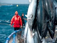 Pêche au thon : importants moyens mobilisés pour mener à bien la campagne 2013 (ministre)