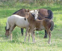Laghouat L'élevage de chevaux en difficulté