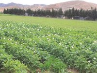 Batna ambitionne de densifier la culture de la pomme de terre dans le sud de la wilaya