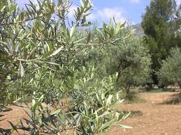 ORAN : De jeunes plantations d'oliveraies affectées par le chancre bactérien