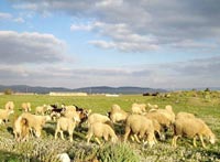 Naâma / Elevage Halte à l'anarchie