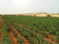 Création de 19 nouveaux périmètres agricoles au profit des jeunes d'Illizi