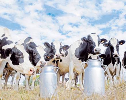 la facture d'importation s'alourdit 1/5 seulement de la consommation du lait est produit localement