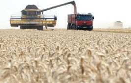 المصالح الفلاحية بتيارت تتوقع تجميع 5.5 مليون قنطار من الحبوب