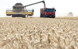 المصالح الفلاحية بتيارت تتوقع تجميع 5.5 مليون قنطار من الحبوب