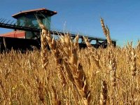 La production céréalière pour 2012-2013 s'annonce 