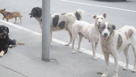 Les oublis du wali Chiens errants à Blida