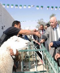 Biskra : Ouverture à Ouled Djellal de la 3e édition du Salon du bélier