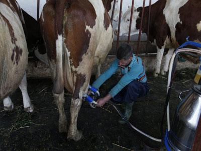 La laiterie Soummam vise à court terme un taux d'intégration de lait cru de 100% Fleuron de l'industrie laitière en Algérie