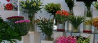 Premières floralies d'Annaba : 36 exposants