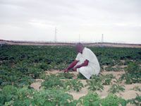 El-Oued La culture de la pomme de terre en plein essor