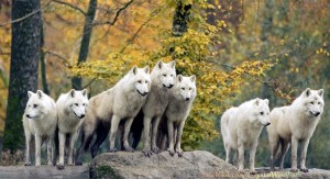 Les règlements de comptes au sein du sérail montent d'un cran !