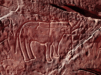 Les gravures rupestres sous une menace continuelle Bechar