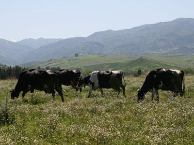 «Pour de bons rendements des vaches laitières» Appel au respect de l'itinéraire technique pour la luzerne